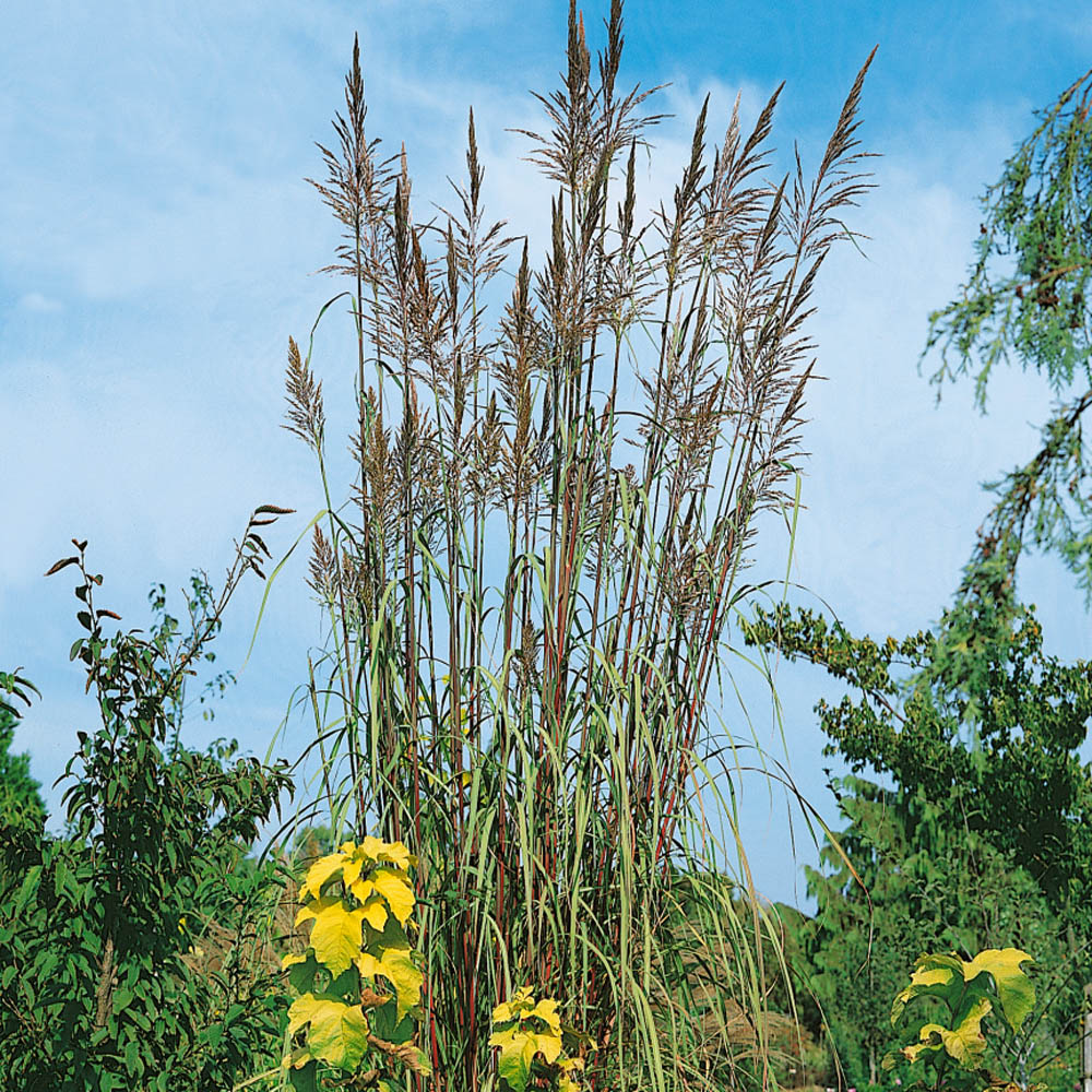 Start Plume Grass...