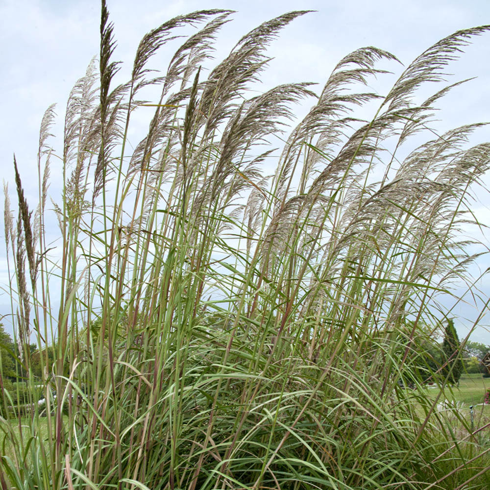 Plume Seeds