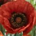 Poppy Orientale Livermere Flowers