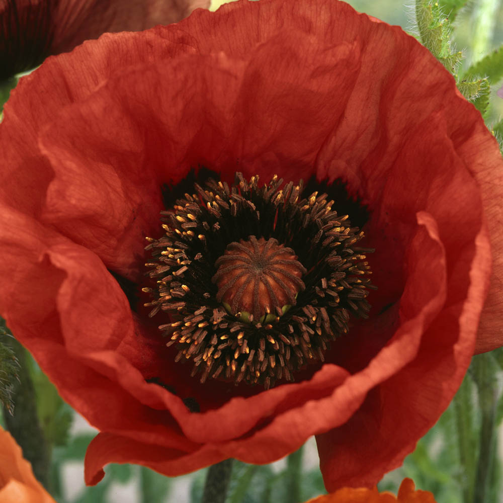 This Beautiful Flowering Poppy...