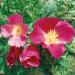 California Poppy Purple Gleam Flowers