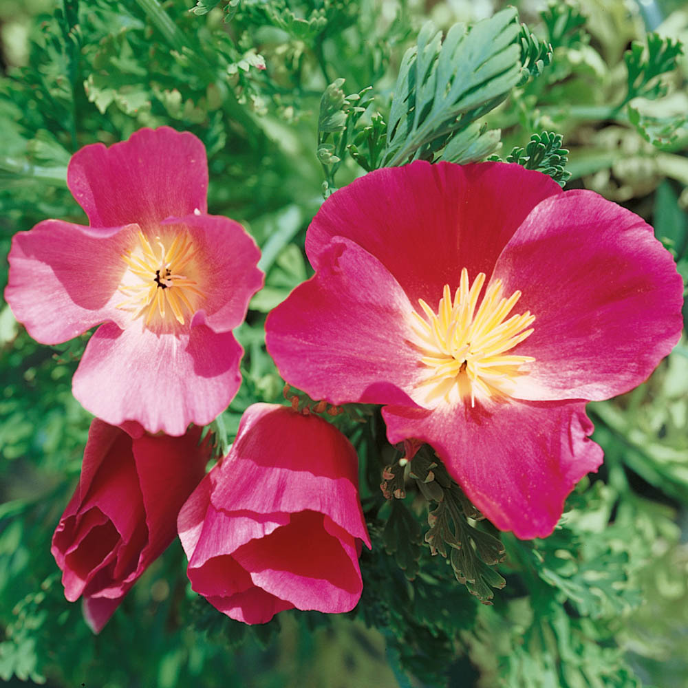 Grow Purple California Poppy...