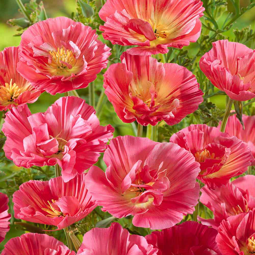 Eschscholzia Poppy Rose Chiffon