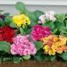 Common Primrose Primlet Flower Mix