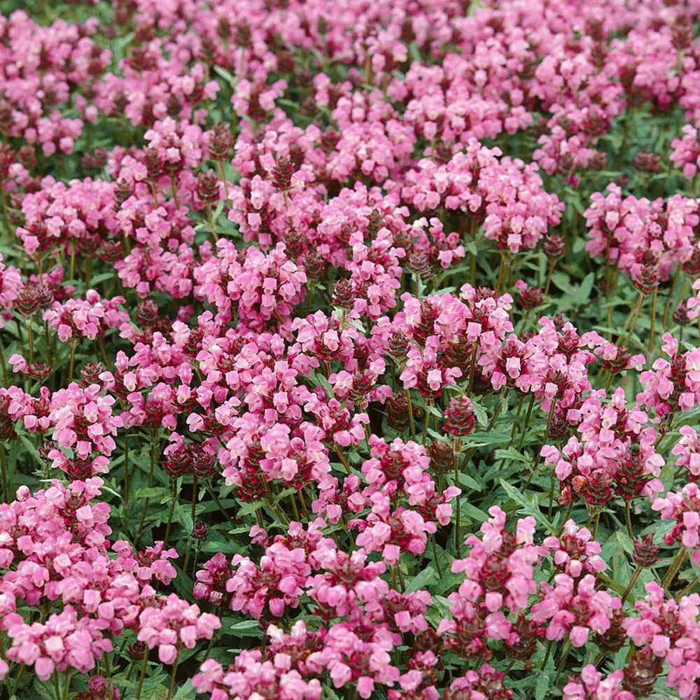 Prunella Seeds | Rubra