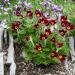 Anemone Pulsatilla Red Flower