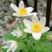 Anemone Container Plant White