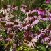 Echinacea Purpurea Wildflowers