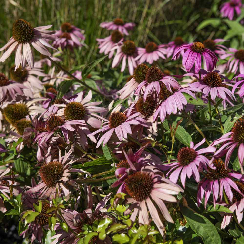 purple coneflower medicinal uses purple coneflower medicinal uses