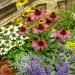Purple Coneflower Wild Flowers