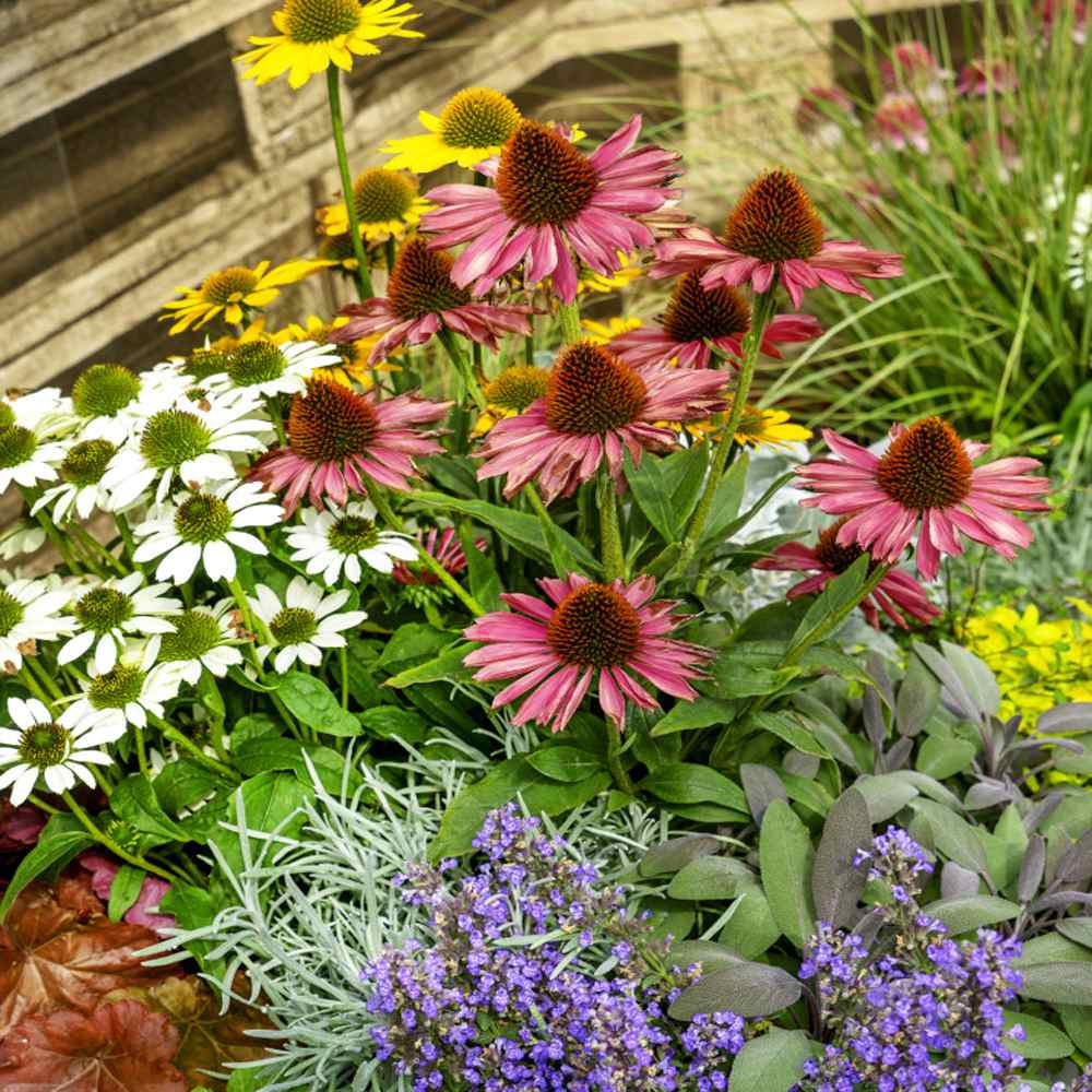 best time to move purple coneflower best time to move purple coneflower