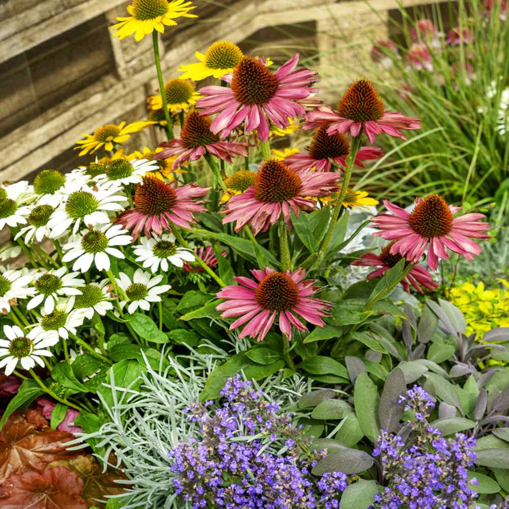 Echinacea Seeds - Purple Coneflower Flower Seed