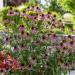 Perennial Purple Coneflower Flowers