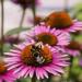 Perennial Echinacea Purple Coneflower Flowers