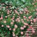 Chyrsanthemum Rose Garden Flowers