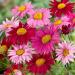 Pyrethrum Robinson's Garden Mix