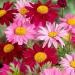 Pyrethrum Robinson's Plant Mix