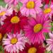 Pyrethrum Robinson's Container Mix