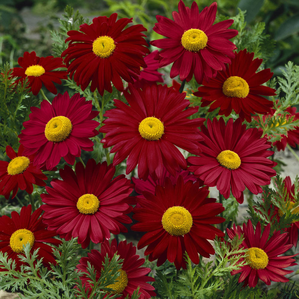 Vibrant Cut Flower!