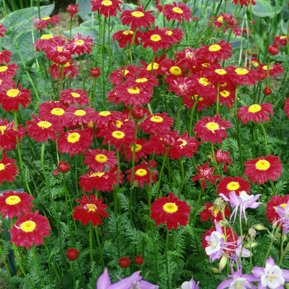Pyrethrum Red Flowers