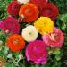 Ranunculus Magic Container Mix