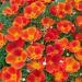 Eschscholzia Californica Red Chief Flowers