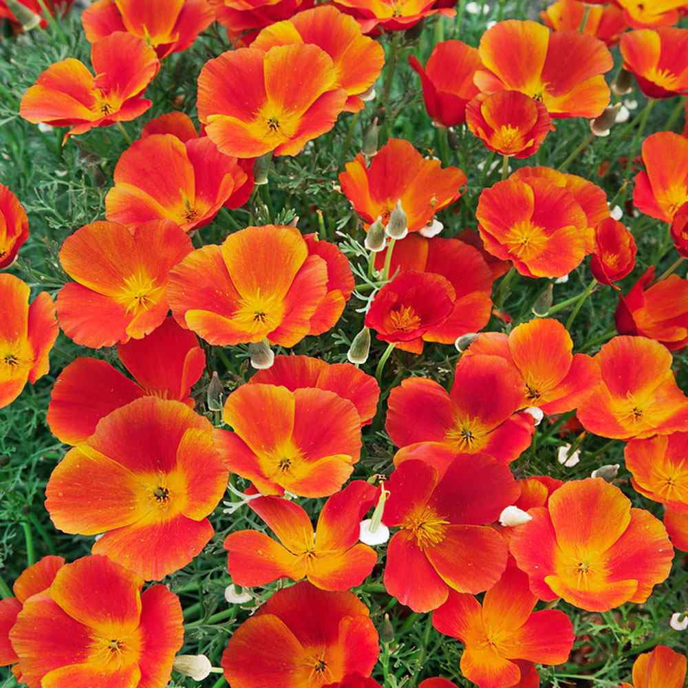 thumbnail interactive-video image 1 of OVM Seeds California Poppy Orange - 50,000 Bulk Seeds For Planting, Eschscholzia Californica 1 of 2