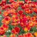 Eschscholzia Californica Poppy Red Chief