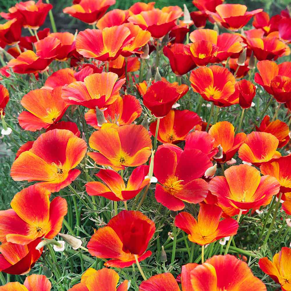 Poppy Seeds | California Red Chief