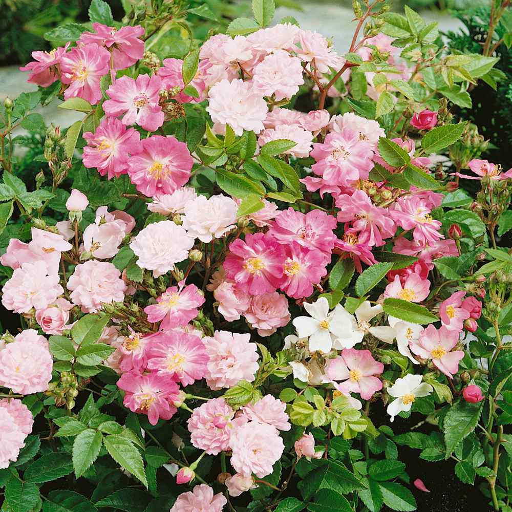 China Rose Flowers