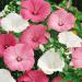 rose mallow flowers