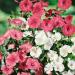 Rose Mallow Garden Flower Mix