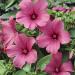 Rose Mallow Tanagra Flowering Plants