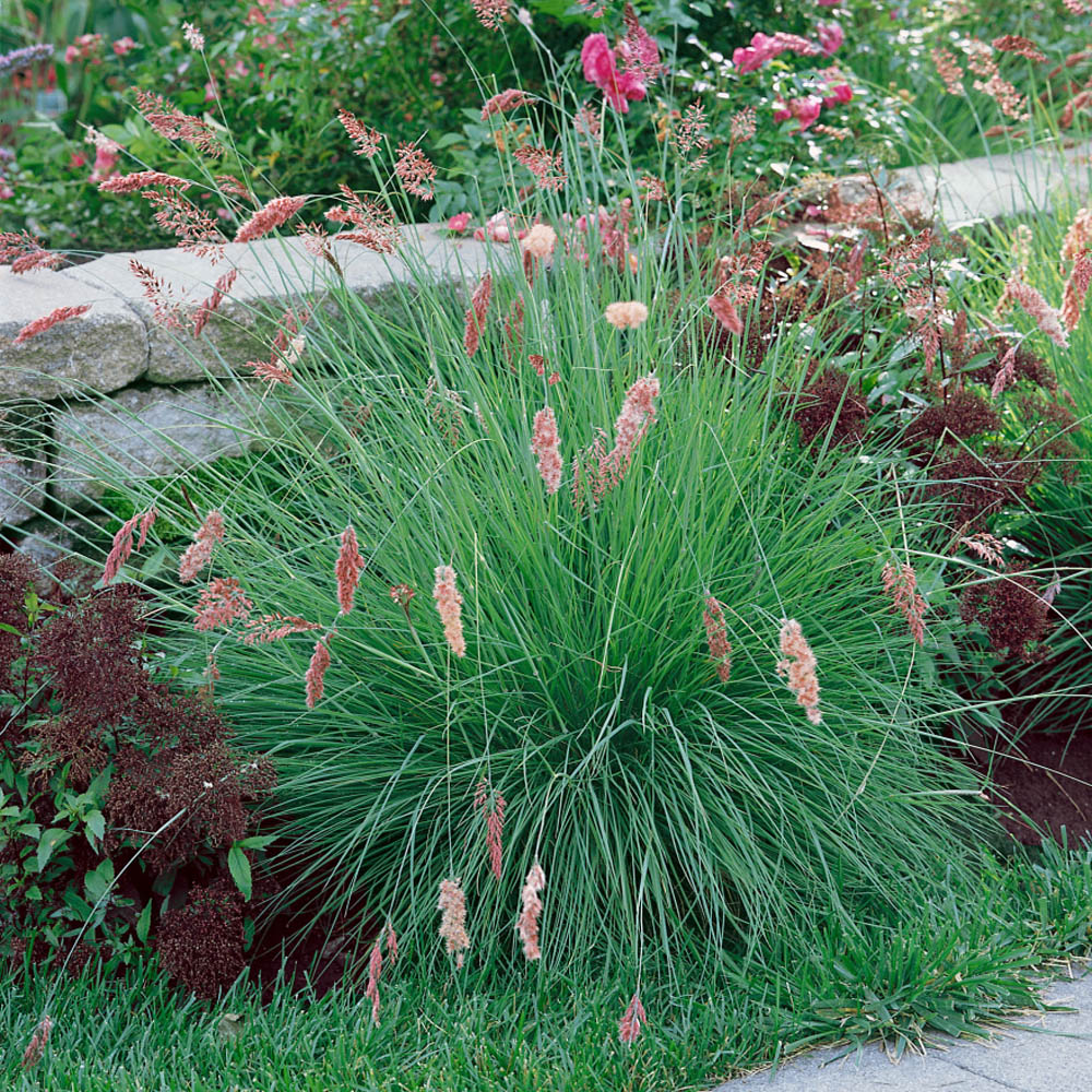 Ruby Grass Pink Plumes