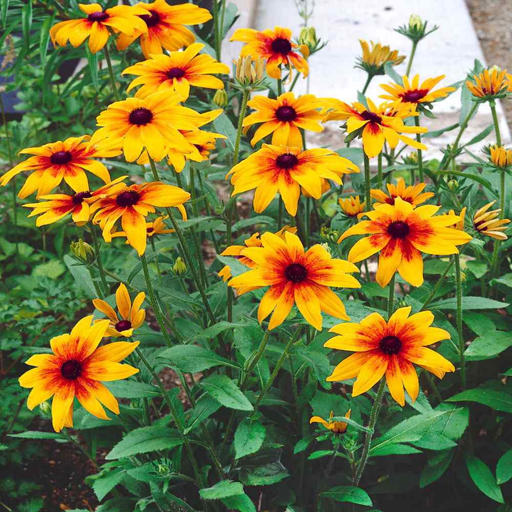 Rudbeckia Hirta Seeds | Gloriosa Daisy