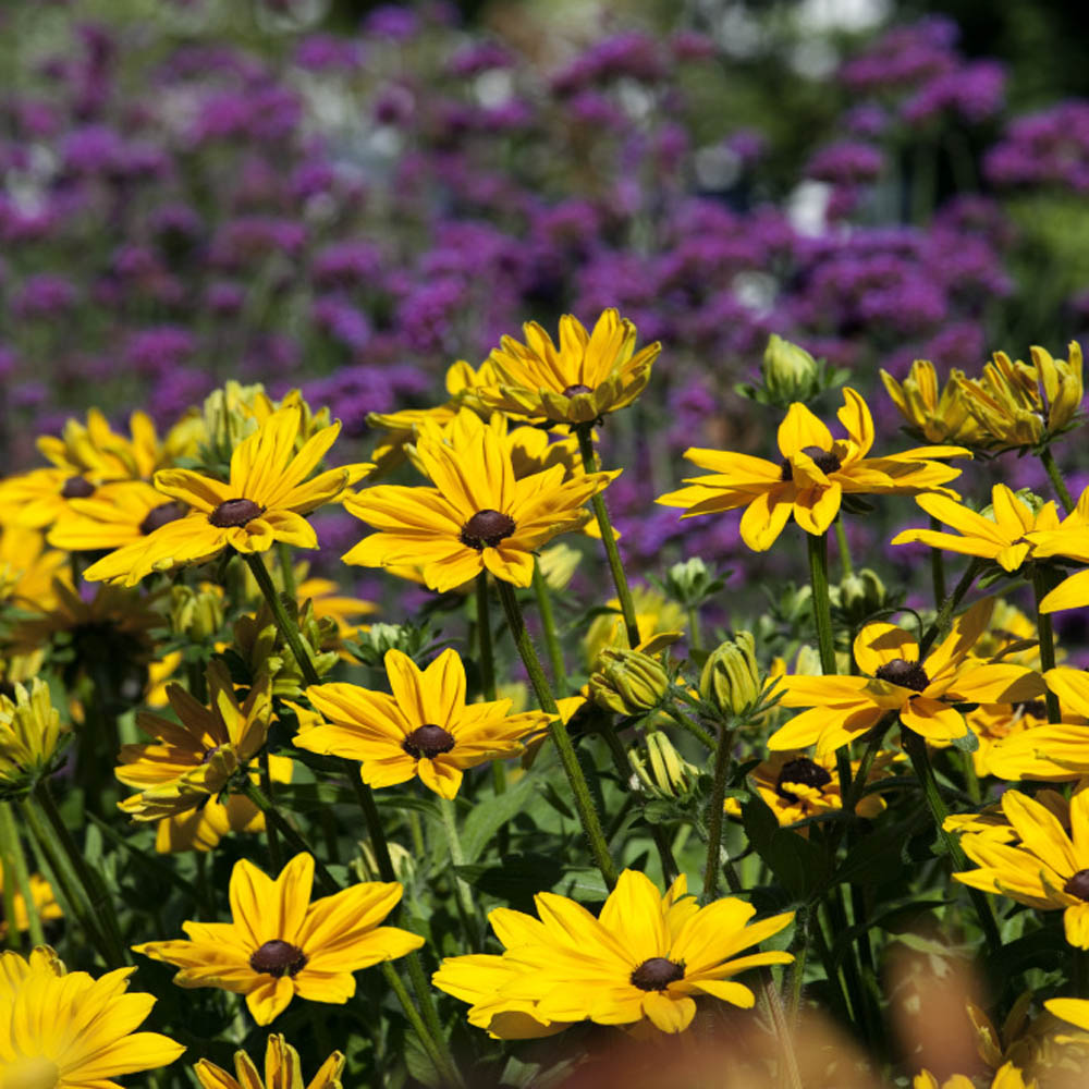 Rudbeckia Marmalade Thompson /& ‿Morgan Fleur 400 graines