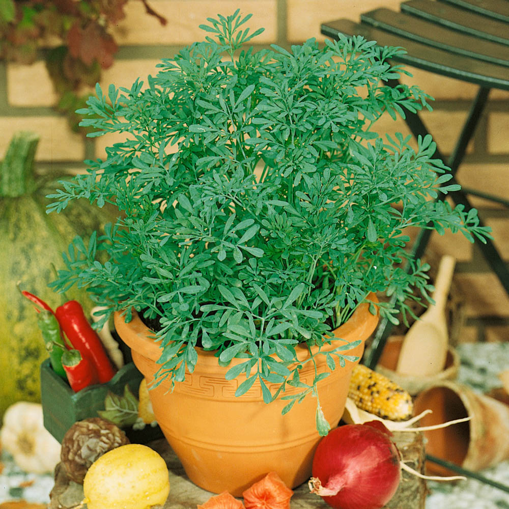 Rue Herb Container Plant