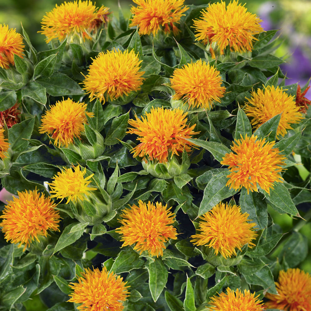 Safflower — Grand Prismatic Seed