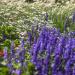 Salvia Farinacea Blue Victory