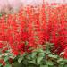 Salvia Coccinea Wildflowers