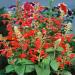 Salvia Coccinea Wild Flower Plants