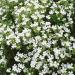 Saponaria Vaccaria White Flowers