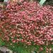 Saxifraga Rose Robe Groundcover Seed