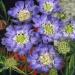 Scabiosa Blue Garden Flowers