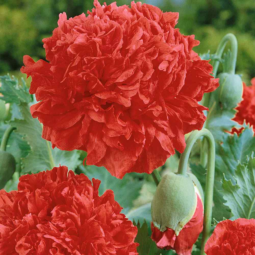 Papaver Paeoniflorum Re