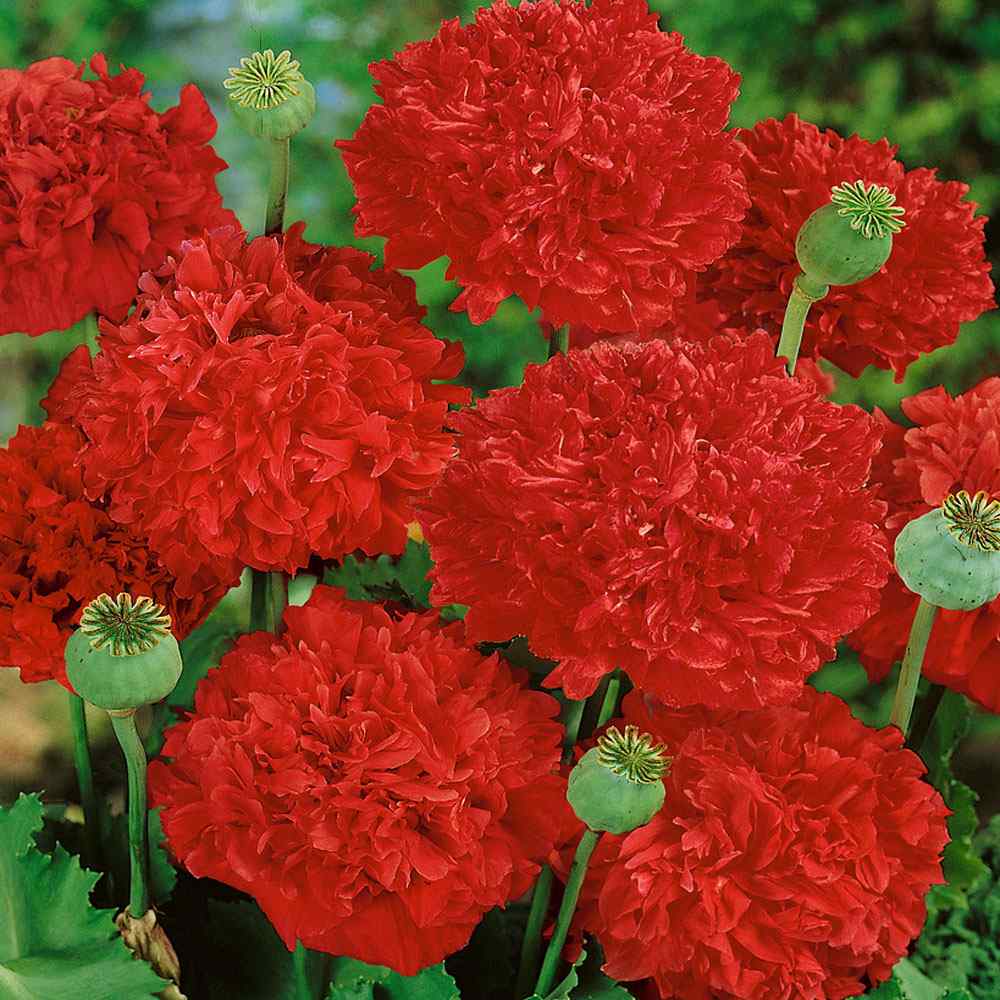 Peony Red Garden Flowers