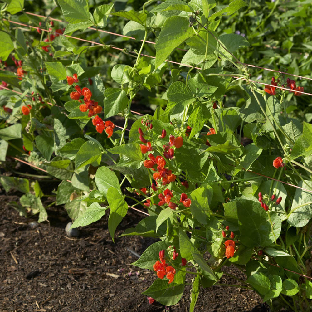 Scarlet Runner Beans Seeds Phaseolus Coccineus Flower Seed