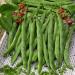 Phaseolus Bean Plants