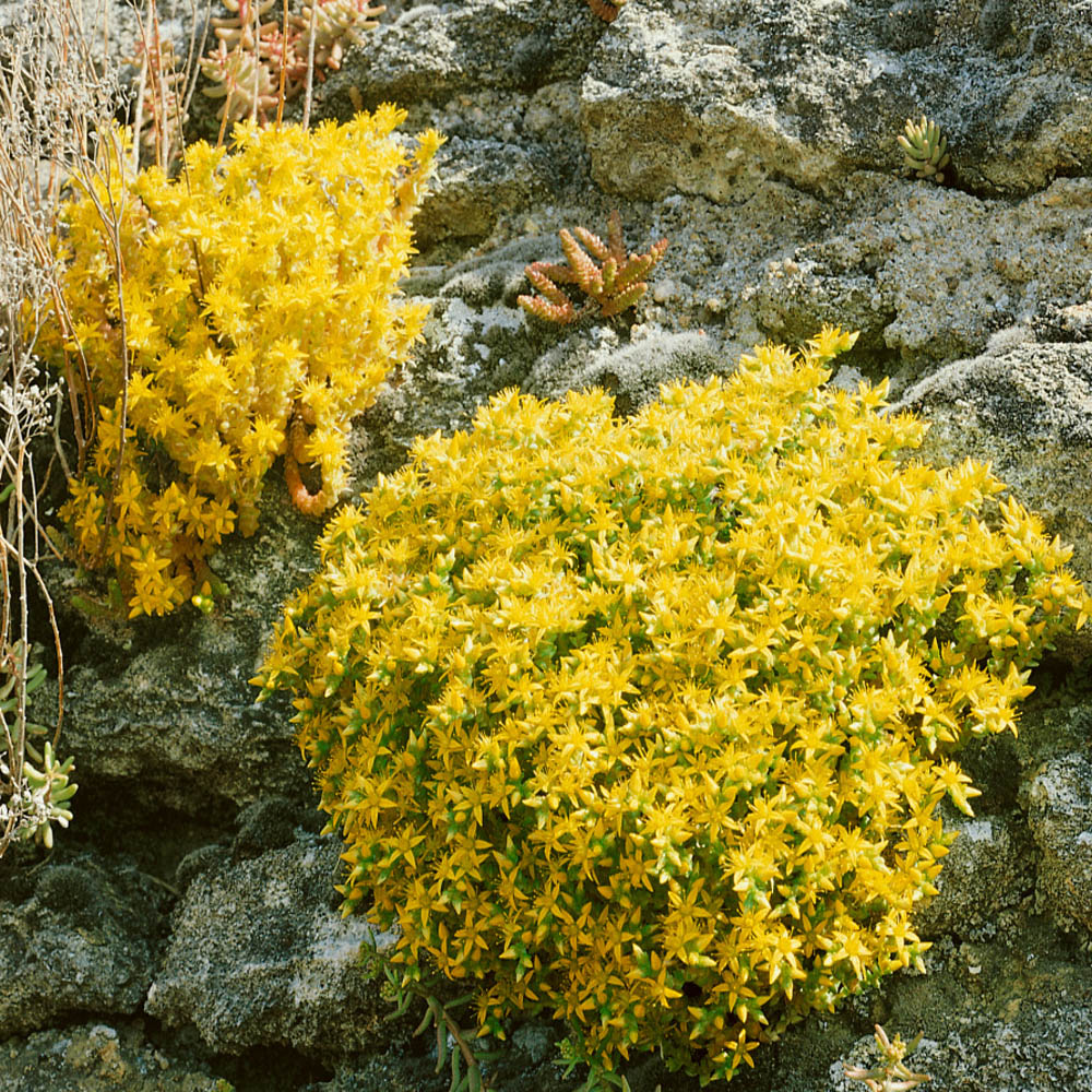 Sedum Acre Yellow Flowers