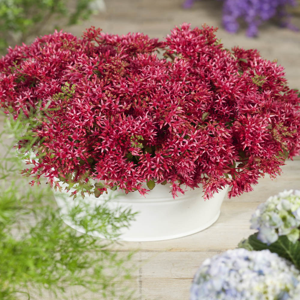 Sedum Dragon S Blood Seed Red Stonecrop Ground Cover Seeds